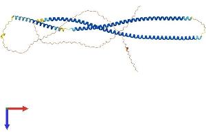 AlphaFold protein structure predicition of Human Recombinant KRT83 Protein, UniprotID P78385