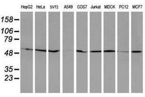 Image no. 8 for anti-RuvB-Like 2 (E. Coli) (RUVBL2) (AA 113-370) antibody (ABIN1490850) (RUVBL2 anticorps  (AA 113-370))