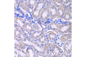 Immunohistochemistry of paraffin-embedded rat kidney using RMDN3 antibody at dilution of 1:200 (400x lens). (RMDN3 anticorps)