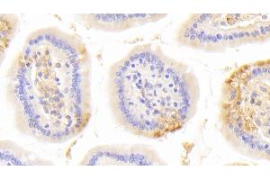 Detection of LAMb1 in Mouse Small intestine Tissue using Polyclonal Antibody to Laminin Beta 1 (LAMb1)
