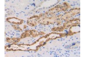 IHC-P analysis of Human Kidney Tissue, with DAB staining. (S100A2 anticorps  (AA 2-98))