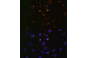 Immunofluorescence analysis of L929 cells using VD antibody (ABIN7271335). (VDAC1 anticorps)