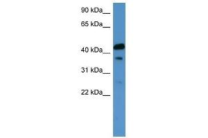 CALCR antibody used at 0.