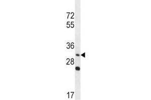 WNT3A antibody western blot analysis in NCI-H292 lysate.