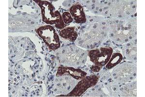 Immunohistochemical staining of paraffin-embedded Human Kidney tissue using anti-ERI1 mouse monoclonal antibody. (ERI1 anticorps)