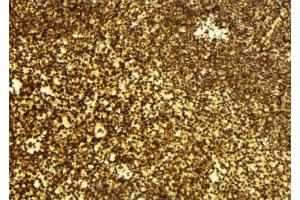 ABIN6275857 at 1/100 staining Mouse spleen tissue by IHC-P.