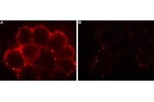 Expression of Orai1 in HEK-293 transfected cells - Cell surface detection of Orai1 in intact living HEK-293 cells expressing Orai1.