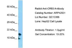 Western Blotting (WB) image for anti-Crumbs Homolog 3 (CRB3) (N-Term) antibody (ABIN2775638) (CRB3 anticorps  (N-Term))