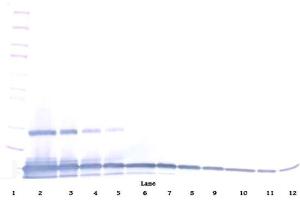 Western Blot (Unreduced) using MEC / CCL28 antibody (CCL28 anticorps)