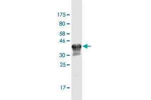 Western Blot detection against Immunogen (34.