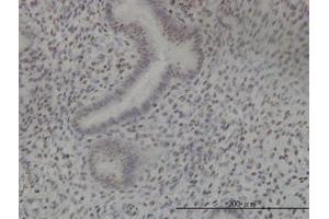 Image no. 4 for anti-NIMA (Never In Mitosis Gene A)-Related Kinase 11 (NEK11) (AA 1-483) antibody (ABIN599307) (NEK11 anticorps  (AA 1-483))