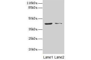 Western blot All lanes: MAPK13 antibody at 2 μg/mL Lane 1: Hela whole cell lysate Lane 2: A549 whole cell lysate Secondary Goat polyclonal to rabbit IgG at 1/10000 dilution Predicted band size: 43, 29 kDa Observed band size: 43 kDa (MAPK13 anticorps  (AA 1-365))