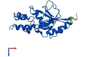 AlphaFold protein structure predicition of Human Recombinant NT5C Protein, UniprotID Q8TCD5