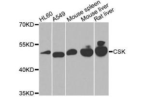 Western blot analysis of extracts of various cell lines, using CSK antibody. (CSK anticorps  (AA 241-450))