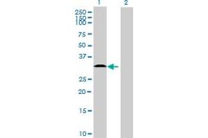 Western Blot analysis of TMEM40 expression in transfected 293T cell line ( H00055287-T01 ) by TMEM40 MaxPab polyclonal antibody.