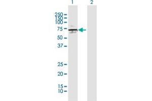 Western Blot analysis of ATP6V1H expression in transfected 293T cell line by ATP6V1H MaxPab polyclonal antibody. (ATP6V1H anticorps  (AA 1-483))