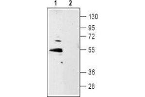Western blot analysis of rat hippocampus lysate: - 1. (5HT1B Receptor anticorps  (Extracellular, N-Term))