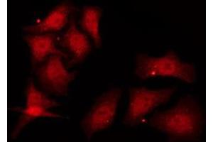 ABIN6278388 staining COS7 by IF/ICC.