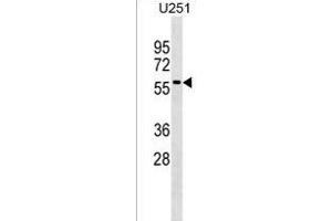 anti-Rab9 Effector Protein with Kelch Motifs (RABEPK) (AA 303-331), (C-Term) antibody