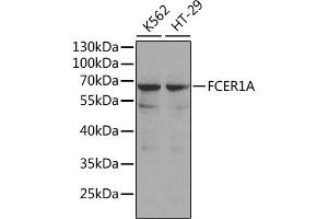 Western blot analysis of extracts of various cell lines, using FCER1A antibody (ABIN3022489, ABIN3022490, ABIN1512901 and ABIN6218851). (Fc epsilon RI/FCER1A anticorps  (AA 26-205))