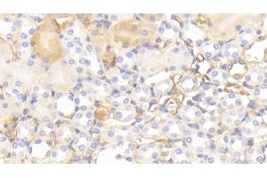 Detection of APOA1 in Mouse Kidney Tissue using Polyclonal Antibody to Apolipoprotein A1 (APOA1) (APOA1 anticorps  (AA 25-264))