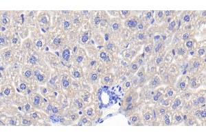 Detection of Hpt in Mouse Liver Tissue using Polyclonal Antibody to Haptoglobin (Hpt) (Haptoglobin anticorps  (AA 118-281))