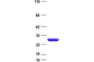 Validation with Western Blot