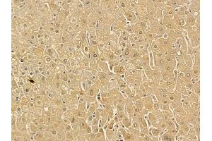 GLUD2 Mouse Monoclonal Antibody at 1/100 staining human normal liver tissue by IHC-P.