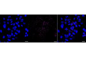 anti-Interferon, beta 1, Fibroblast (IFNB1) antibody