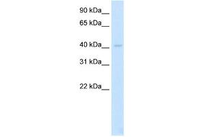 WB Suggested Anti-LDB2 Antibody Titration:  2. (LIM Domain Binding 2 Protein anticorps  (N-Term))