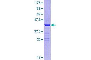 Image no. 1 for Polymerase (RNA) II (DNA Directed) Polypeptide J2 (POLR2J2) (AA 1-115) protein (GST tag) (ABIN1315691)