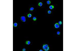 Confocal immunofluorescence analysis of HL60 cells using CD18 mouse mAb (green). (Integrin beta 2 anticorps)
