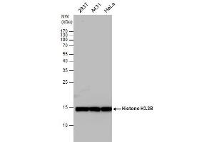 WB Image Histone H3. (Histone H3.3B anticorps  (full length))