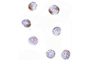 Immunohistochemistry (IHC) image for anti-Kelch-Like 15 (KLHL15) (C-Term) antibody (ABIN1030470) (KLHL15 anticorps  (C-Term))