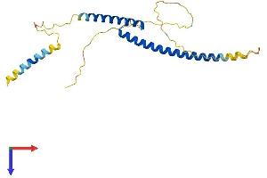 AlphaFold protein structure predicition of Mouse Recombinant Mxd1 Protein, UniprotID P50538