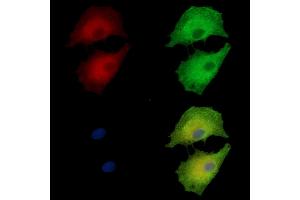 ABIN7095153 and ABIN7099209 staining  cells by IF/ICC. (SEC23A anticorps)