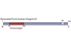 Image no. 4 for anti-Integrin beta 1 (ITGB1) (AA 76-256) antibody (ABIN967992)
