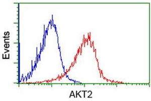 Image no. 1 for anti-V-Akt Murine Thymoma Viral Oncogene Homolog 2 (AKT2) antibody (ABIN1496565) (AKT2 anticorps)