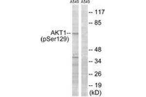 Western blot analysis of extracts from A549 cells treated with PMA 125ng/ml 30', using Akt (Phospho-Ser129) Antibody. (AKT1 anticorps  (pSer129))