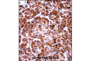 anti-USO1 Homolog, Vesicle Docking Protein (USO1) (AA 932-960), (C-Term) antibody