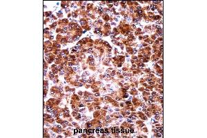 USO1 Antibody (C-term) ((ABIN657956 and ABIN2846901))immunohistochemistry analysis in formalin fixed and paraffin embedded human pancreas tissue followed by peroxidase conjugation of the secondary antibody and DAB staining. (USO1 anticorps  (C-Term))