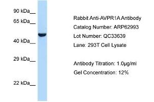 Western Blotting (WB) image for anti-Arginine Vasopressin Receptor 1A (AVPR1A) (C-Term) antibody (ABIN2789327) (AVPR1A anticorps  (C-Term))