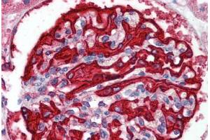 anti-F-Box and WD Repeat Domain Containing 7 (FBXW7) (C-Term) antibody