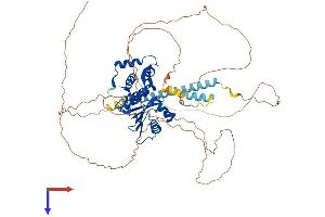 AlphaFold protein structure predicition of Mouse Recombinant Senp1 Protein, UniprotID P59110