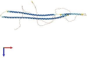 AlphaFold protein structure predicition of Human Recombinant KRT75 Protein, UniprotID O95678