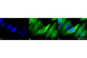 anti-Heat Shock Protein 90 alpha/beta (HSP90 alpha/beta) (AA 291-304) antibody (Atto 390)