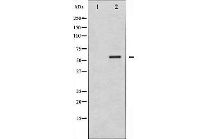 Western blot analysis of Smad1 phosphorylation expression in Mouse muscletissue lysates,The lane on the left is treated with the antigen-specific peptide. (SMAD1 anticorps  (pSer187))
