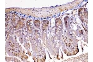 IHC testing of FFPE mouse intestine tissue with Ada antibody at 1ug/ml. (ADA anticorps  (AA 2-241))