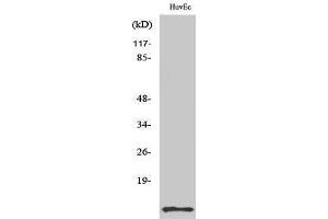 Western Blotting (WB) image for anti-Diazepam Binding Inhibitor (DBI) (Internal Region) antibody (ABIN3183140) (Diazepam Binding Inhibitor anticorps  (Internal Region))