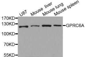 Western blot analysis of extracts of various cells, using GPRC6A antibody.